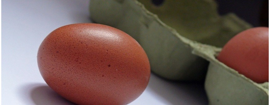 Huevos y ovoproductos